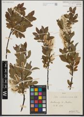 Foto von Salix waldsteiniana Willd.